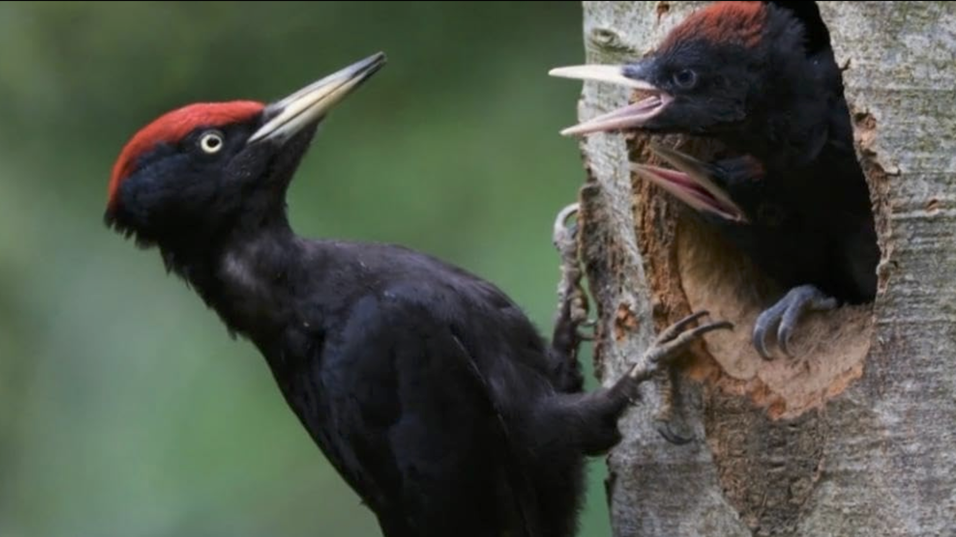 Nažive. Dokument, ktorý mení pohľad na to, čo znamená byť súčasťou prírody