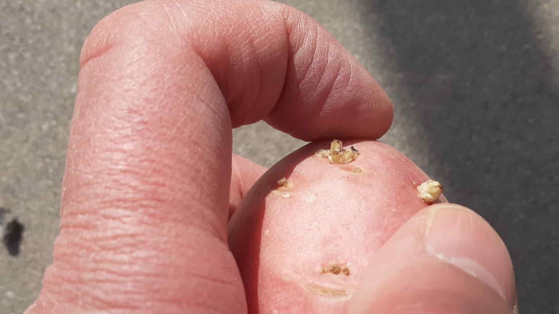 zemiaky-klíčky-Stanislav-Háber-STVR