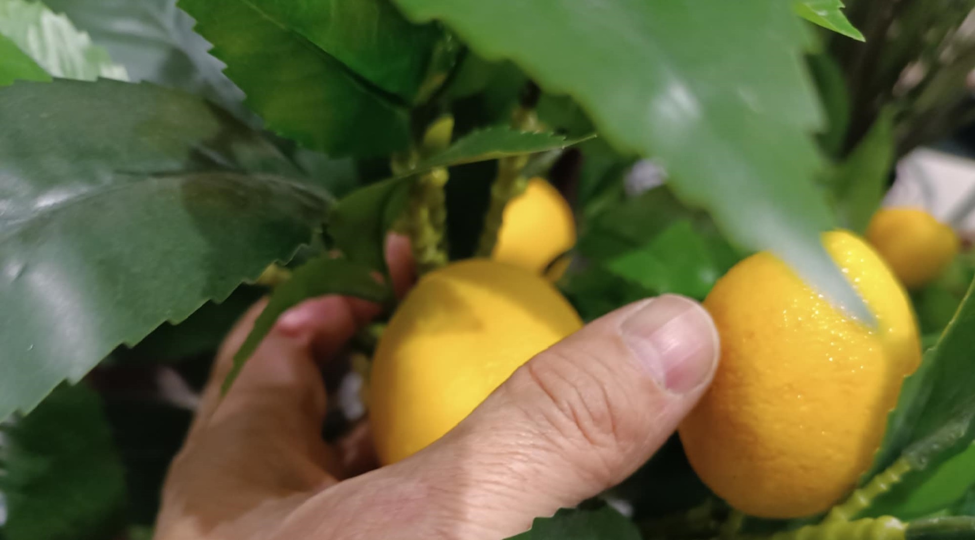 Pestovať citróny už vieme aj u nás. Ako na to odpovedá odborník