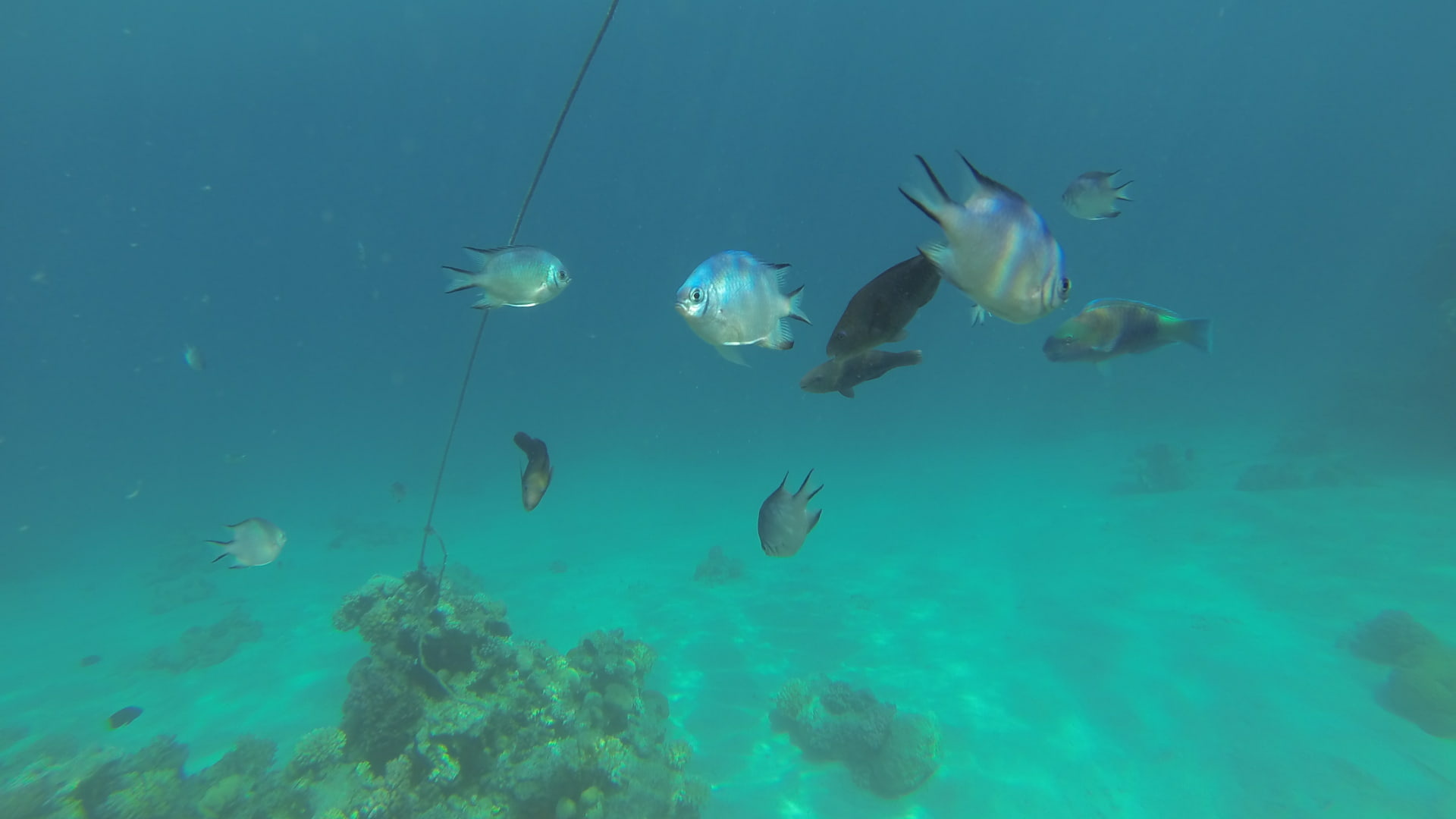 Egypt-Hurghada-leto-potápanie-ryby-Stanislav-Háber-STVR