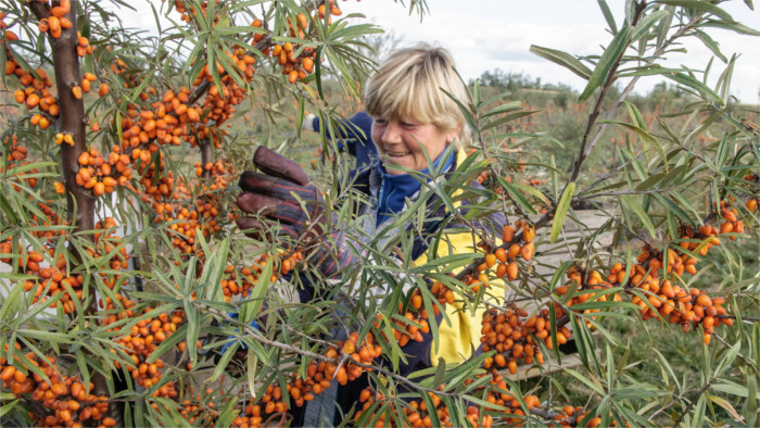 Môže byť plot, má ovocie a urobíte si z neho aj čaj. Rakytník je poklad