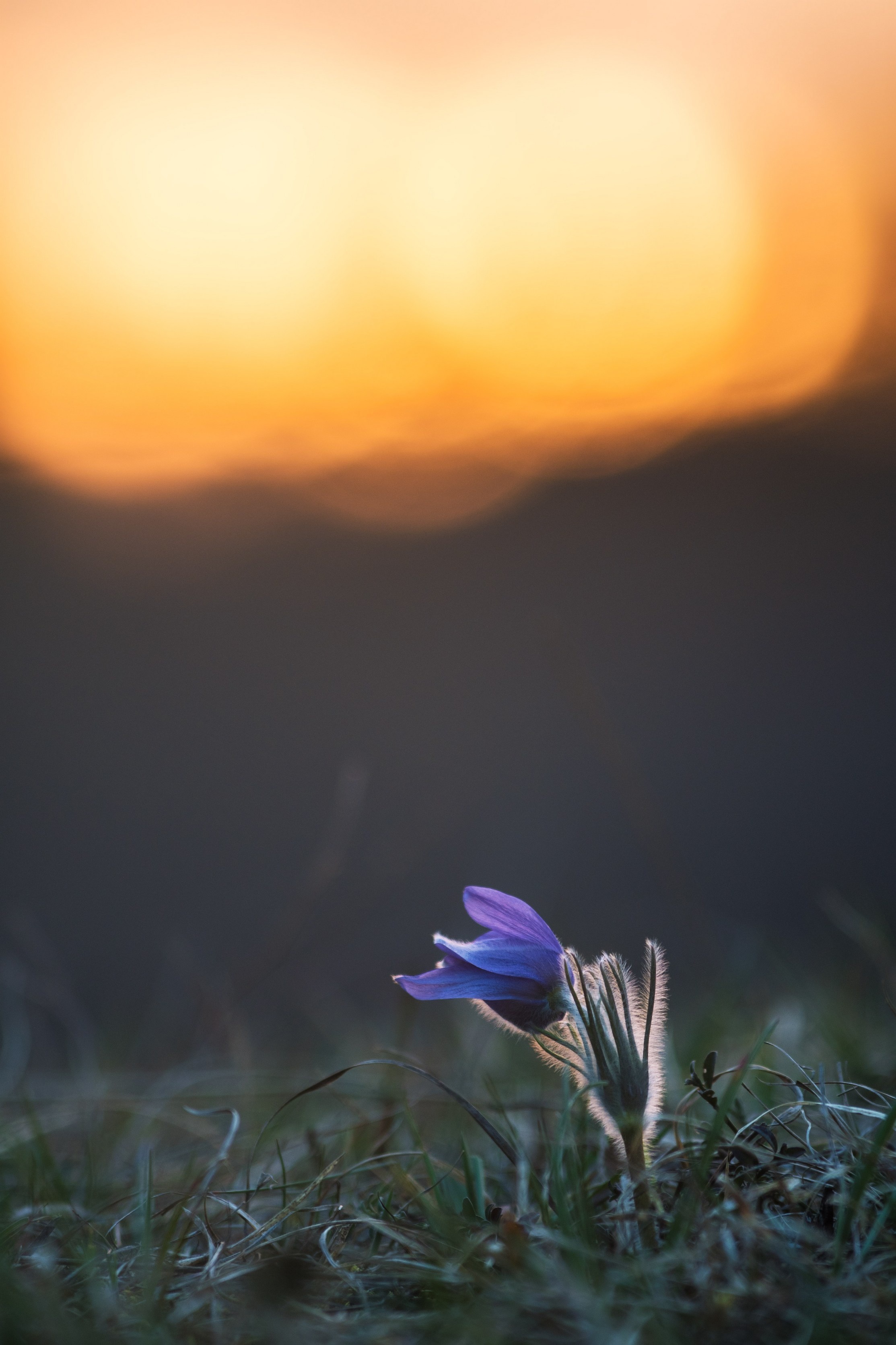 Poniklec pri západe slnka