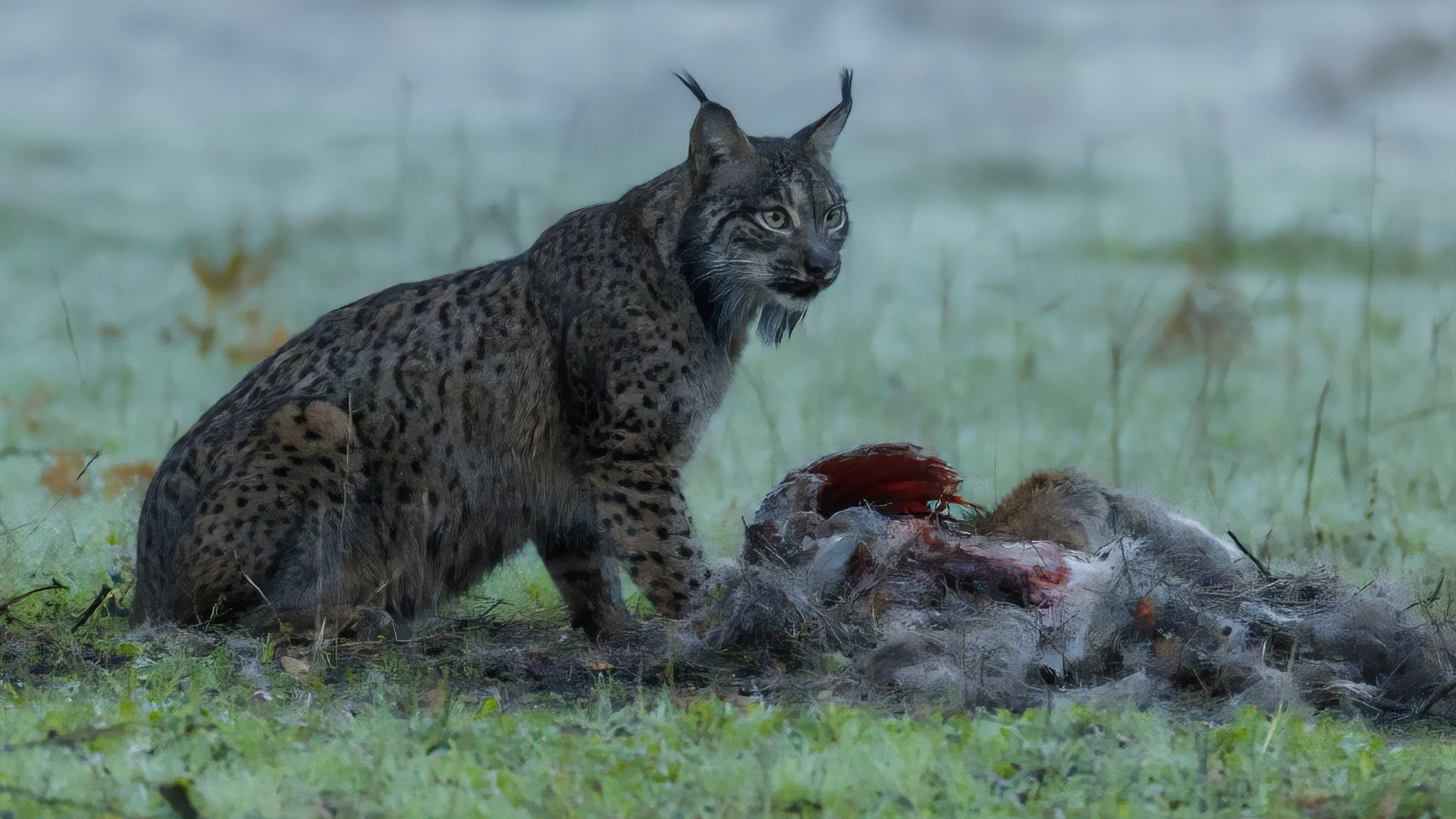 Dehesa je špecifický ekosystém. Dokument o rysovi vás prekvapí