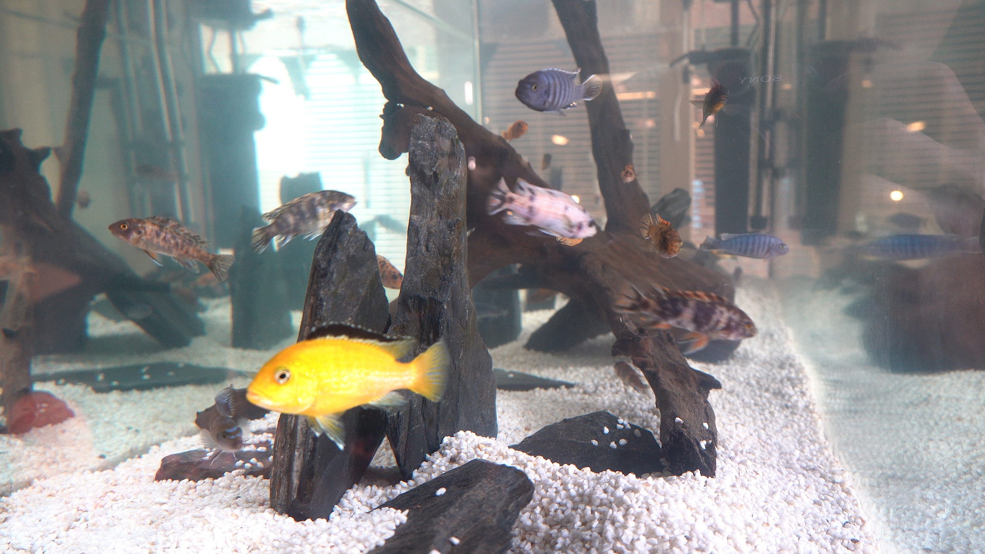 dotyk-života-II-rybičky