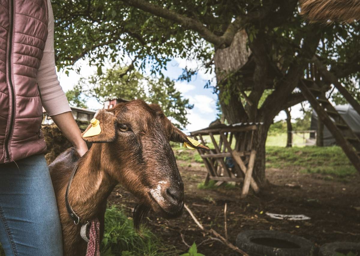 Mali by ste odvahu a šli by ste bez skúseností žiť na farmu? Zbojekovci to zvládli