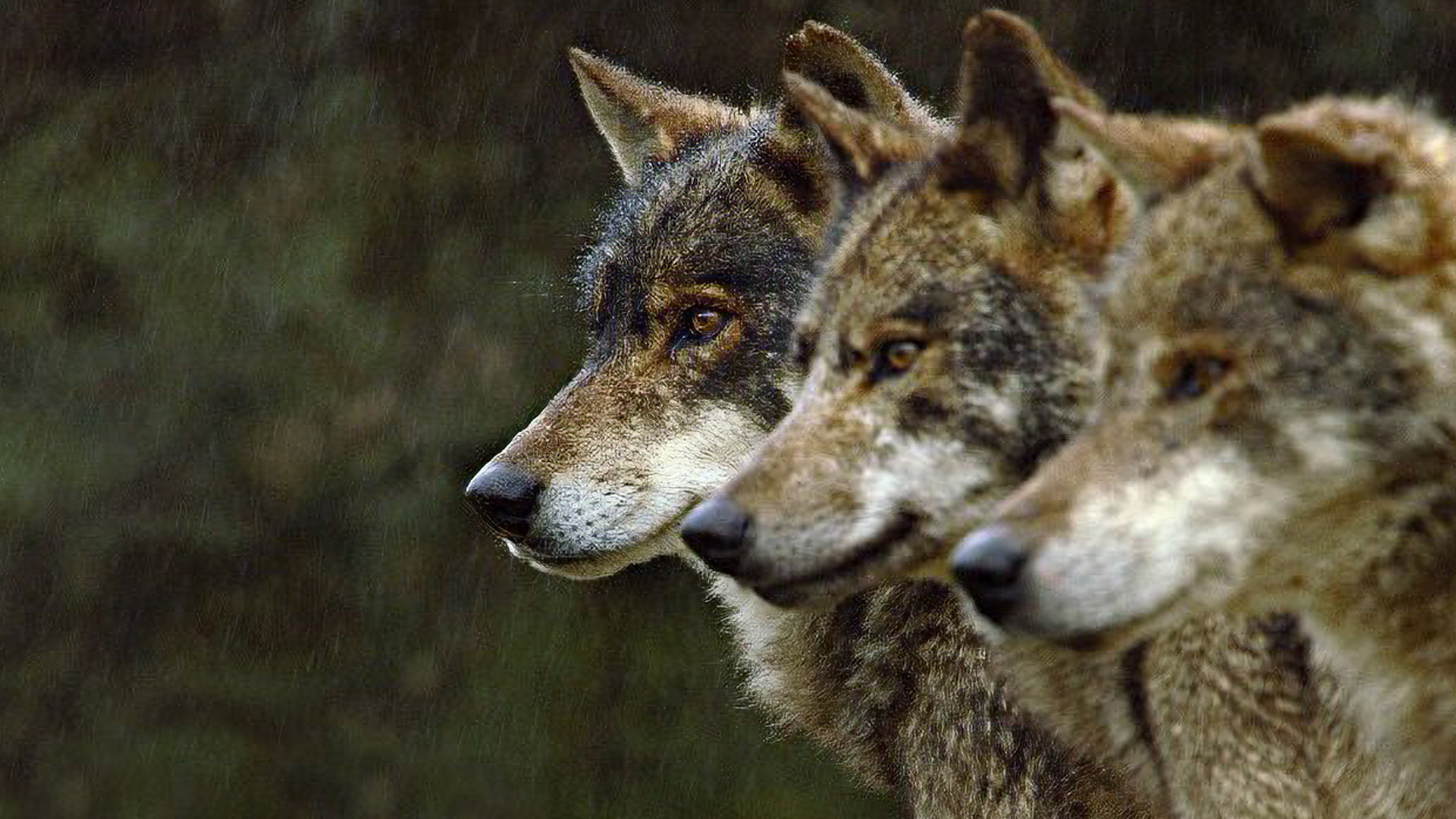 Ostrovy, kde žije viac kráv než ľudí. Azory očaria prírodou