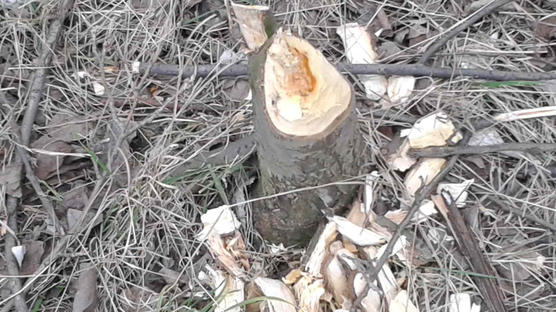 bobor-strom-hobliny-Stanislav-Háber-STVR