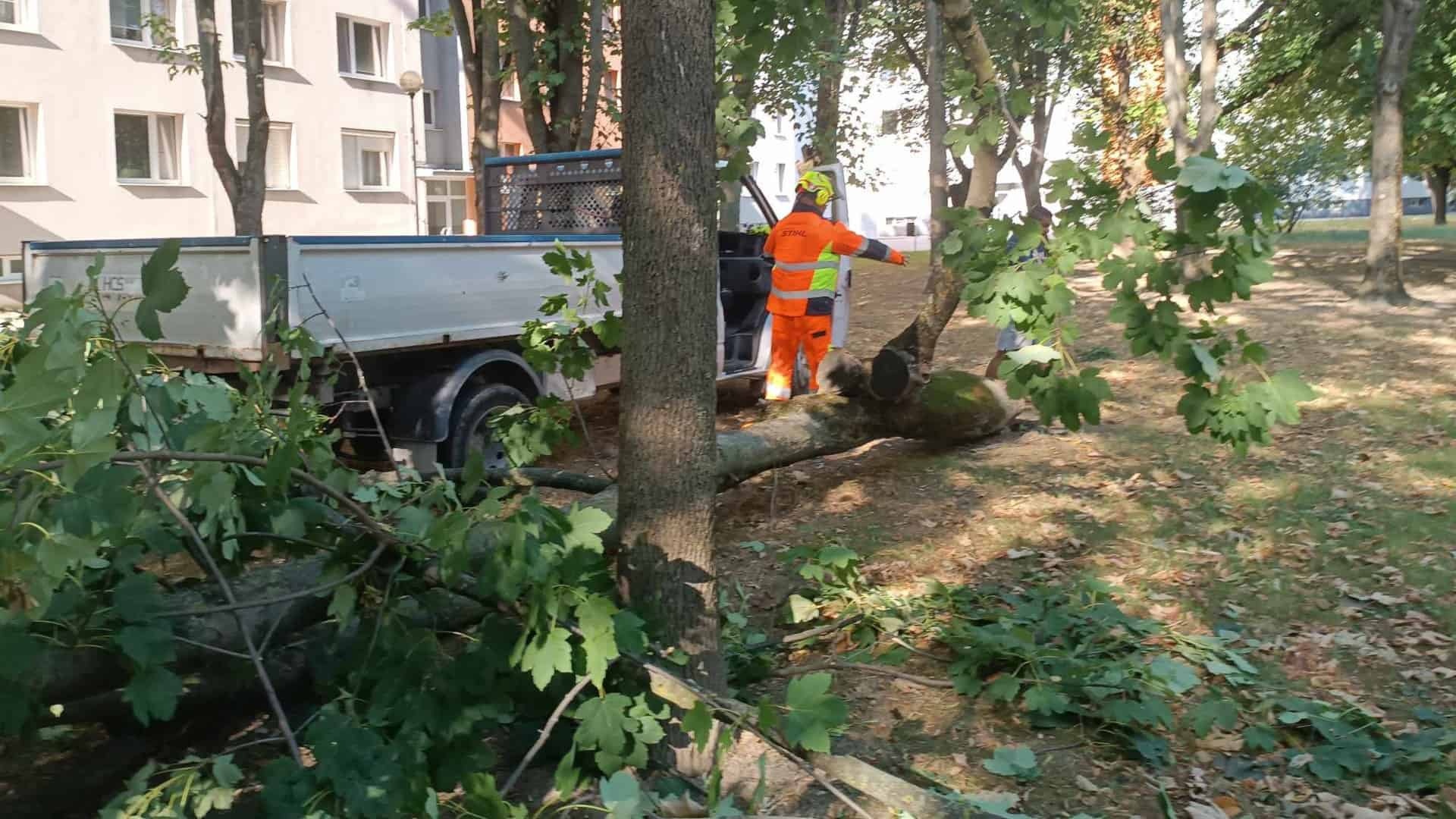 padnuté-stromy-Stanislav-Háber-STVR