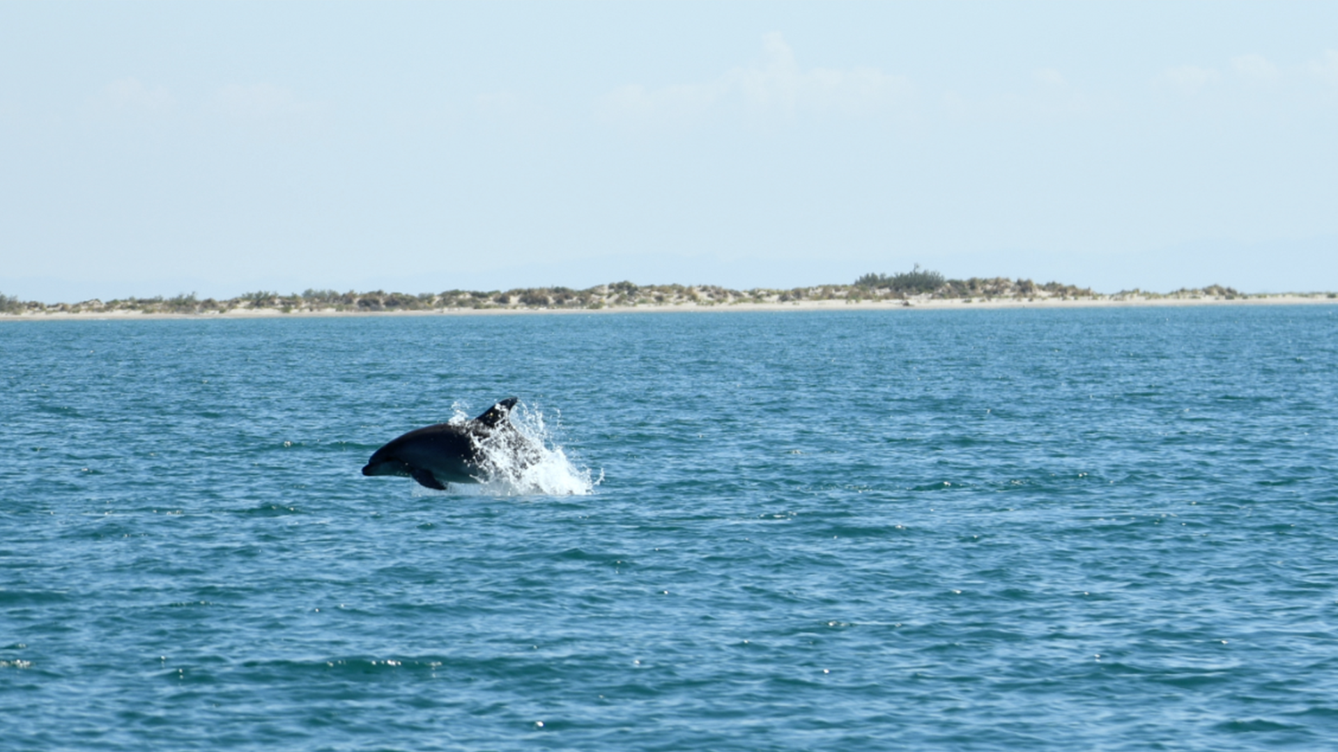 La Camargue, sauvage et fragile.png