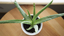 aloe-vera-Unsplash.jpg