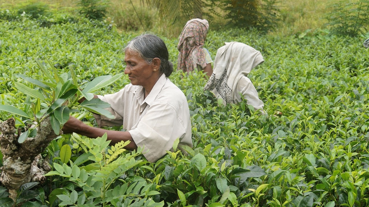 sri-lanka-caj_pixabay_jusch.jpg
