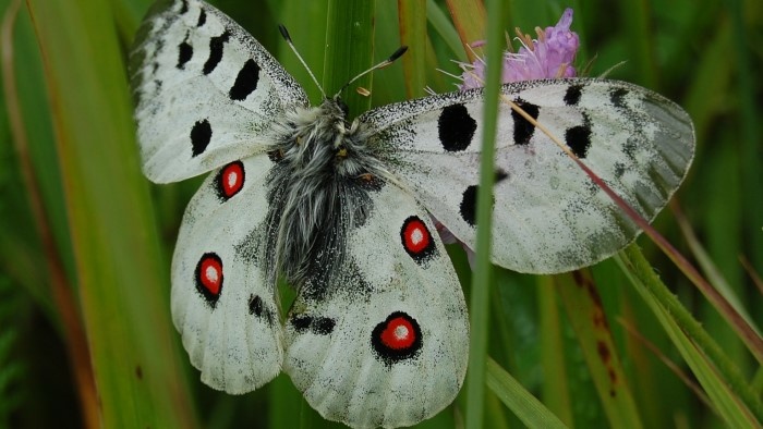 motyl jason_roter_apollo_Wikimeia_Wenkbrauwalbatros.jpg